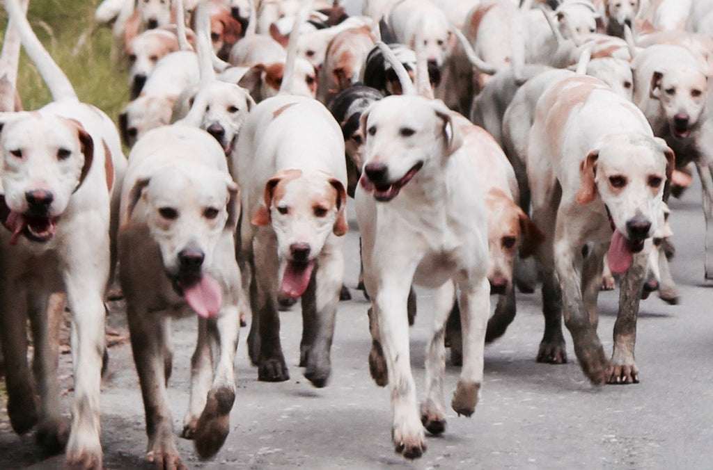 Pack of white dogs